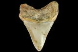 Fossil Megalodon Tooth - North Carolina #109862-2